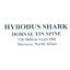 HYBODUS Shark Dorsal Fin Spine Real Fossil 7 inch 18080