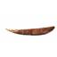 HYBODUS Shark Dorsal Fin Spine Real Fossil 6 inch 18081