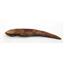 HYBODUS Shark Dorsal Fin Spine Real Fossil 5 inch 18082