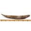 HYBODUS Shark Dorsal Fin Spine Real Fossil 6 1/2 inch 18086