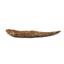 HYBODUS Shark Dorsal Fin Spine Real Fossil 6 1/4 inch 18088