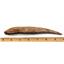 HYBODUS Shark Dorsal Fin Spine Real Fossil 6 1/4 inch 18088