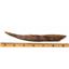 HYBODUS Shark Dorsal Fin Spine Real Fossil 6 1/2 inch 18093