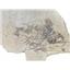 Unprepared Priscacara serrata Fossil Fish Green River Wyoming #18113