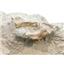 Ischryomys Squirrel Skull  Fossil Oligocene 18153