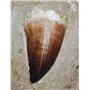 MOSASAUR Dinosaur Extra Large Tooth Fossil in Matrix 2.03 inches #14341 19o
