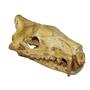 Hyaenodon Skull Cast - Replica - NOT REAL FOSSIL #11274 42o
