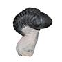 Reedops TRILOBITE Fossil Morocco 390 Million Years old #13841 14o