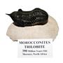 Morocconites TRILOBITE Fossil Morocco 390 Million Years old #14918 18o