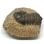 Reedops TRILOBITE Fossil Morocco 390 Million Years old #15165 16o