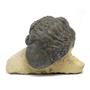 Reedops TRILOBITE Fossil Morocco 390 Million Years old #15167 6o