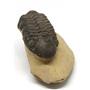Reedops TRILOBITE Fossil 390 Million Years old #15173 9o