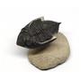 Odontochile TRILOBITE Fossil Morocco 400 Million Years old #15196 13o