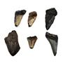 MEGALODON TEETH Lot of 6 Fossils w/6 info cards SHARK #15666 25o