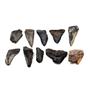 MEGALODON TEETH Lot of 10 Fossils w/10 info cards SHARK #15674 39o