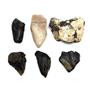 MEGALODON TEETH Lot of 6 Fossils w/6 info cards SHARK #15675 29o