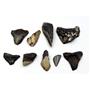 MEGALODON TEETH Lot of 9 Fossils w/9 info cards SHARK #15676 26o