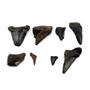 MEGALODON TEETH Lot of 8 Fossils w/8 info cards SHARK #15697 23o