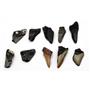 MEGALODON TEETH Lot of 10 Fossils w/10 info cards SHARK #15698 23o