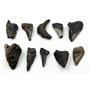 MEGALODON TEETH Lot of 10 Fossils w/10 info cards SHARK #15717 19o