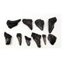 MEGALODON TEETH Lot of 10 Fossils w/10 info cards SHARK #15723 16o