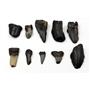 MEGALODON TEETH Lot of 10 Fossils w/10 info cards SHARK #15724 16o