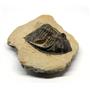 Odontochile TRILOBITE Fossil Morocco 390 Million Years old #15746 20o