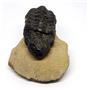 Reedops TRILOBITE Fossil Morocco 390 Million Years old #15766 13o