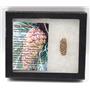 Pine Cone Fossil w/ Display Box LDB 50 Million Yrs Old COA #15852 13o