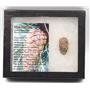 Pine Cone Fossil w/ Display Box LDB 50 Million Yrs Old COA #15853 13o