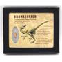 Dromeosaur Raptor Dinosaur Tooth Fossil .548 inch w/ Display Box SDB #15912 11o