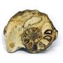 Ammonite Acanthoceras Split Polished Fossil Texas 96 MYO w/label  #16215 23o