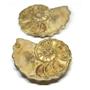 Ammonite Acanthoceras Split Polished Fossil Texas 96 MYO w/label  #16242 36o