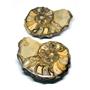 Ammonite Acanthoceras Split Polished Fossil Texas 96 MYO w/label  #16243 36o