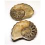 Ammonite Acanthoceras Split Polished Fossil Texas 96 MYO w/label  #16248 23o