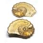 Ammonite Acanthoceras Split Polished Fossil Texas 96 MYO w/label  #16253 42o