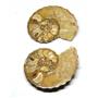 Ammonite Acanthoceras Split Polished Fossil Texas 96 MYO w/label  #16256 26o