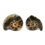 Ammonite Hoploscaphites Split Polished Fossil Montana 100 MYO w/label #16279 14o
