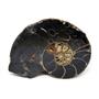 Ammonite Hoploscaphites Split Polished Fossil Montana 100 MYO w/label #16297 14o