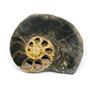 Ammonite Hoploscaphites Split Polished Fossil Montana 100 MYO w/label #16299 17o