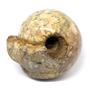 Ammonite Cadoceras Fossil #16308