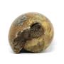 Ammonite Cadoceras Fossil England 165 Million Years Old #16309 25o