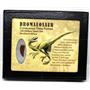 Dromeosaur Raptor Dinosaur Tooth Fossil .799 inch w/ Display Box SDB #16457 11o