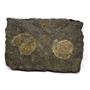Dactylioceras Ammonite Fossil 180 MYO Germany #16496 16o