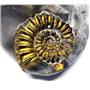 Ammonite Fossil Pleuroceras (Pyritized) Jurassic 185 MYO #16517 10o