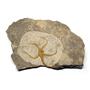 Brittle Star Fossil 450 Million Years Old Morocco #16615 34o