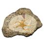 Brittle Star Fossil 450 Million Years Old Morocco #16622  32o