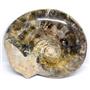 Brasilia Ammonite Fossil Jurassic 160 MYO Great Britain #16631 31o