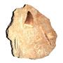 MOSASAUR Dinosaur Tooth and Other Fossils in Matrix 1.577 inches  #12633