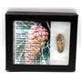 Pine Cone Fossil w/ Display Box 16773